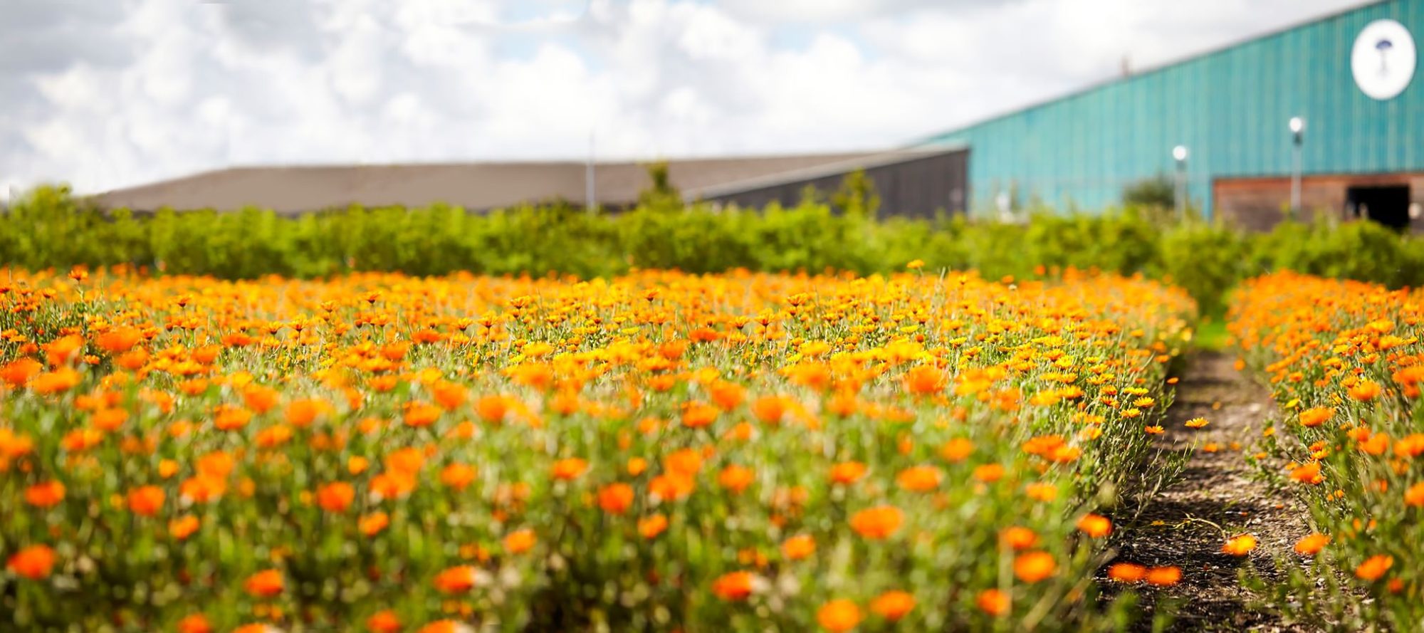 Five ways to embrace Organic Living with Neal’s Yard Remedies