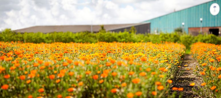 Five ways to embrace Organic Living with Neal’s Yard Remedies