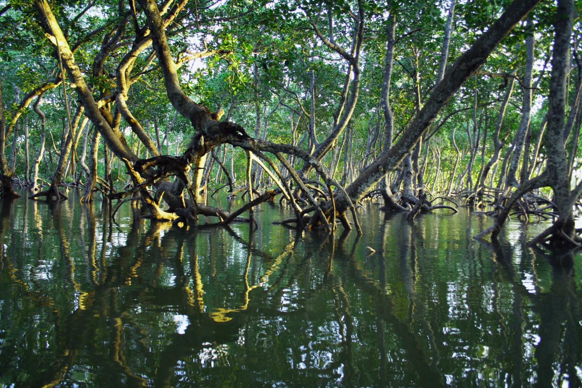 3 Ecosystem Restoration Projects in India