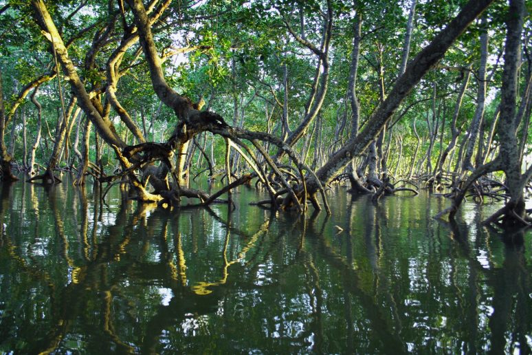 3 Ecosystem Restoration Projects in India