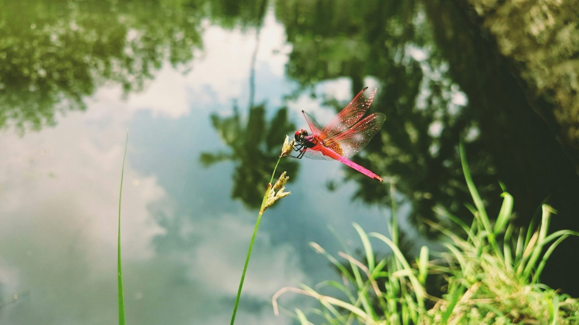 3 Essential Skills to Restore Nature in India