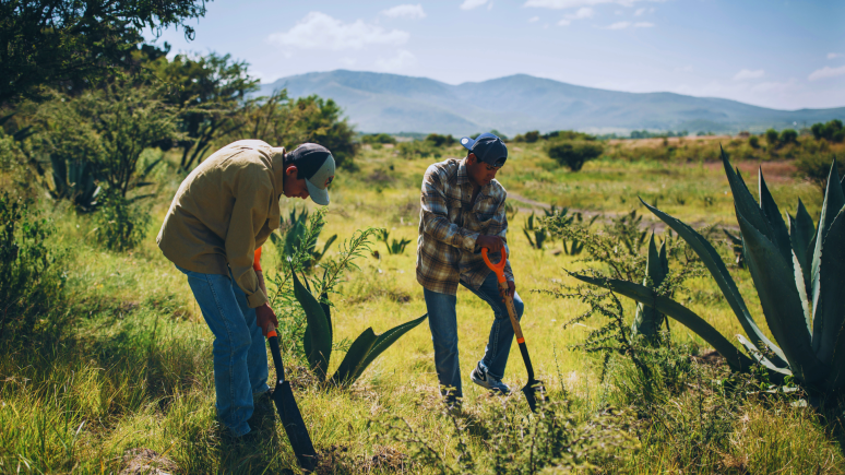 Three things you need to know about planting trees