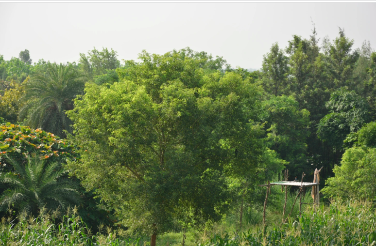 A lush, green food forest in Northern India called Aanandaa.