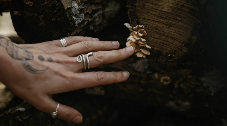 Bees to a Flower: Mushroom Foraging with Alexandra Lea and Peter Daniel Grant