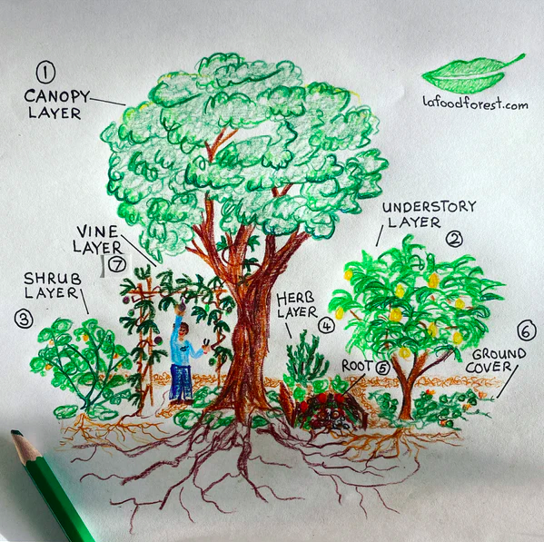 A hand drawn image depicting the seven layer that make up a successful food forest.