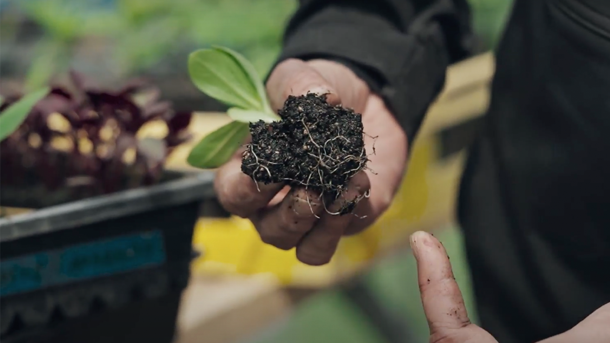 Māori Food & Soil Sovereignty with Dr Jessica Hutchings