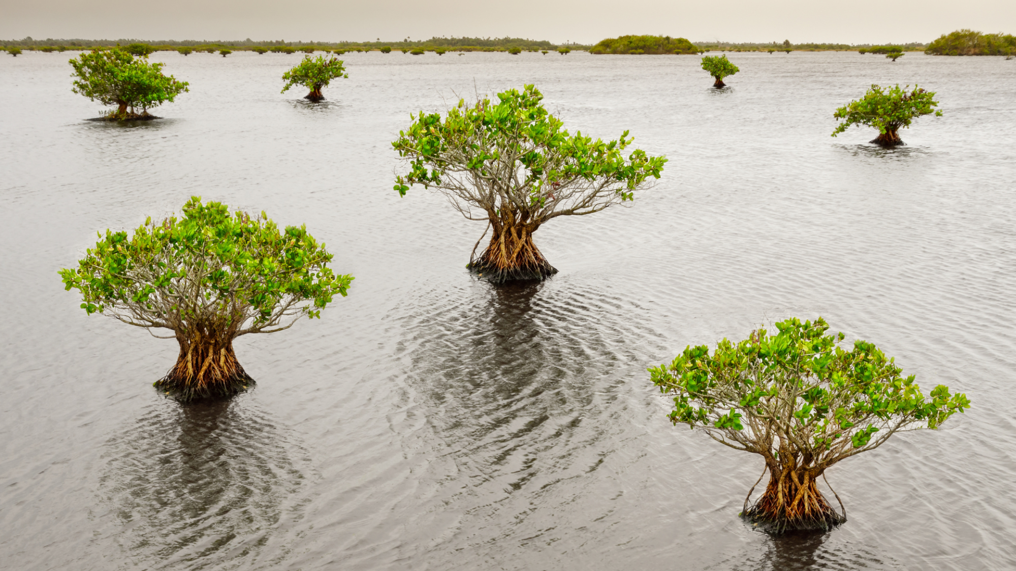 Earthed in partnership with the UN Decade on Ecosystem Restoration